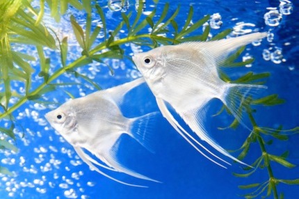 Aquarium Imports Home Aquarium Supplies Birmingham Al Alabama Companies Travel Leisure.