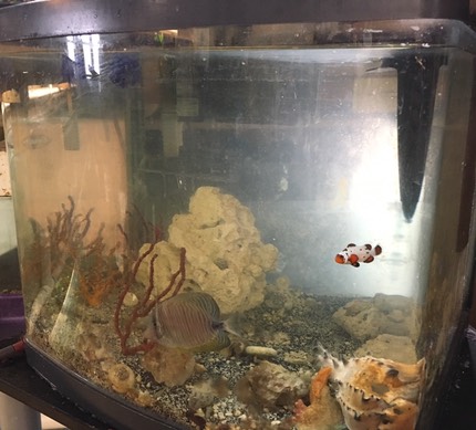 Aquarium For Sale In Glen City Alabama Marketplace Weve been providing the best aquarium supplies at Big Als Pets for more than 35 years online and in-store.