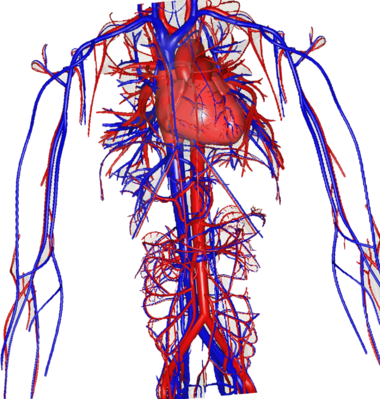 Green Screen & biology teaching