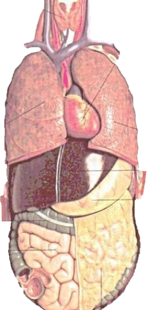 Green Screen & biology teaching