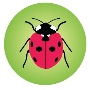 Ladybird Insect Coaster