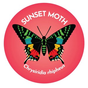 Sunset Moth Coaster