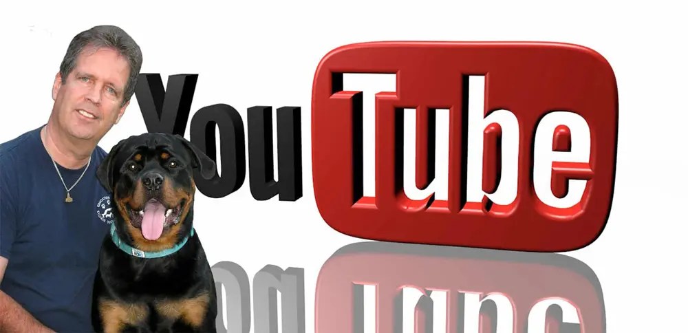 Dressage de chiens. Éducation canine. Vidéos