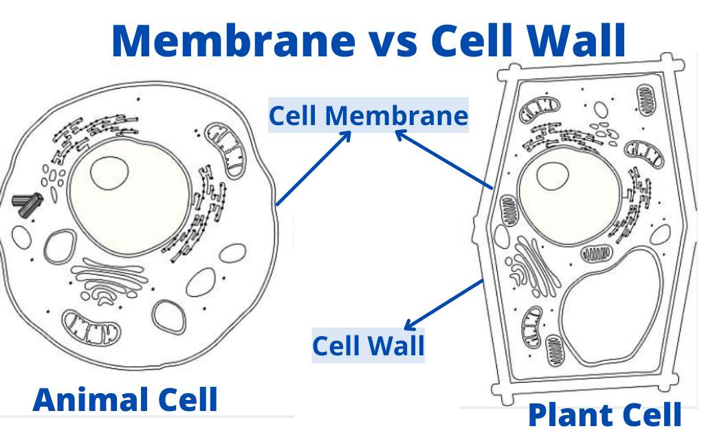 Difference between cell wall and cell membrane