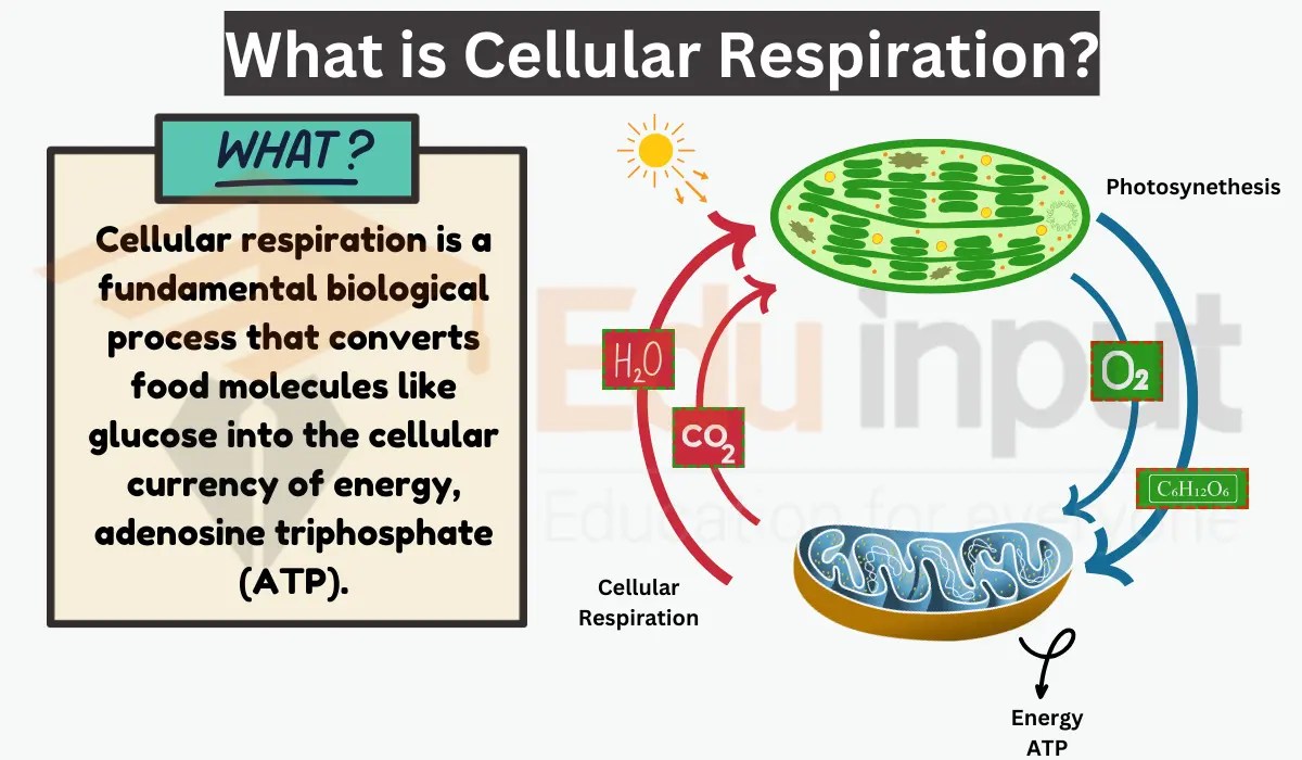 Cellular respiration-process, types, regulation, and evolutionary significance