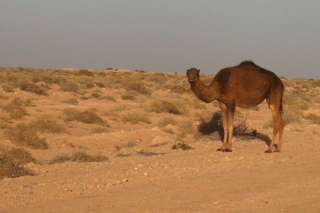 Family Travel Tunisia