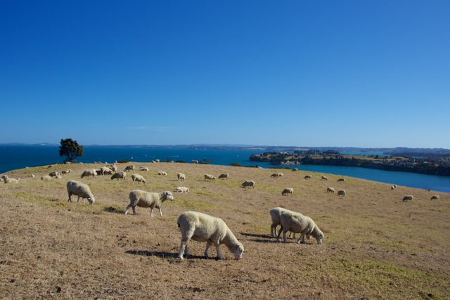 Family Travel New Zealand