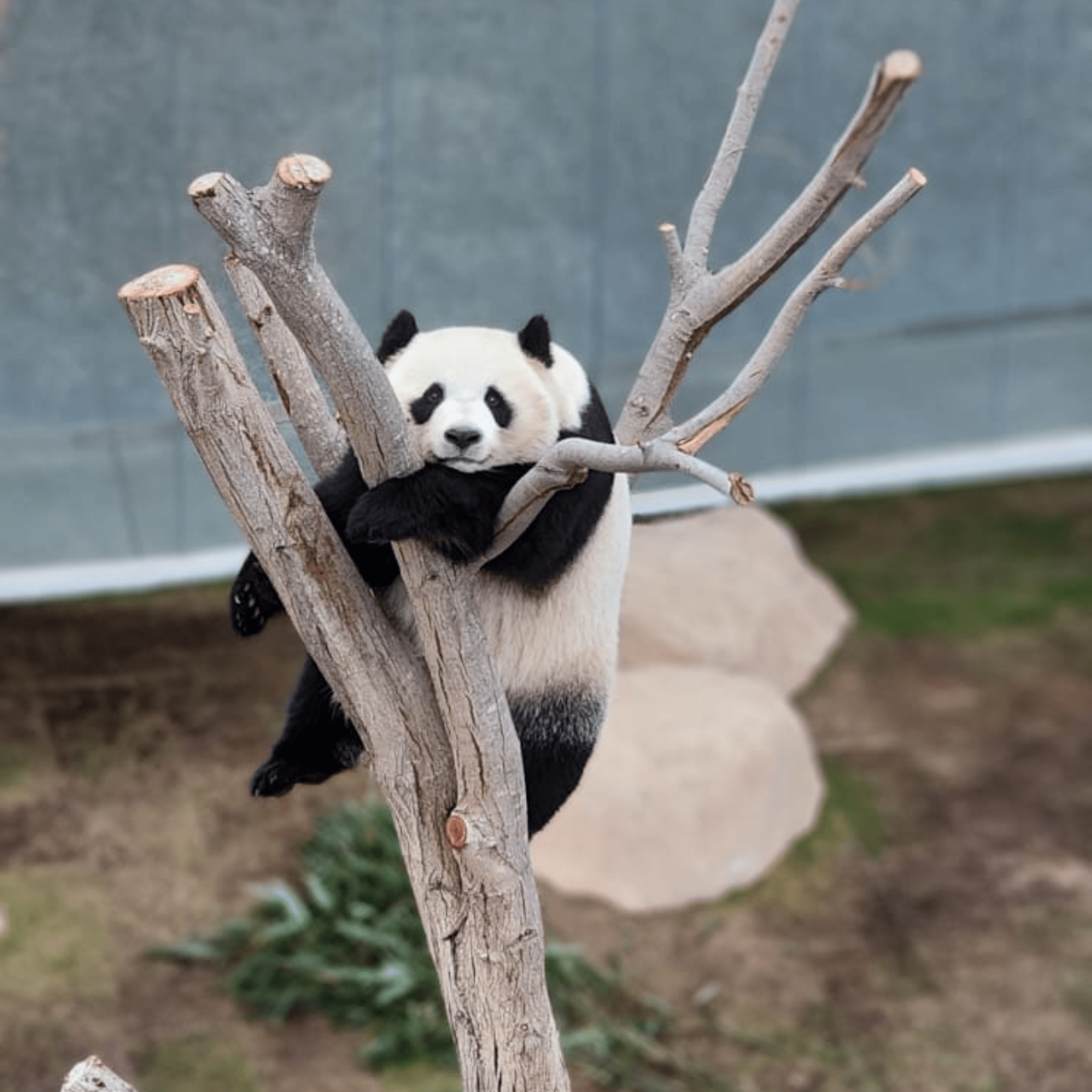 Panda acc