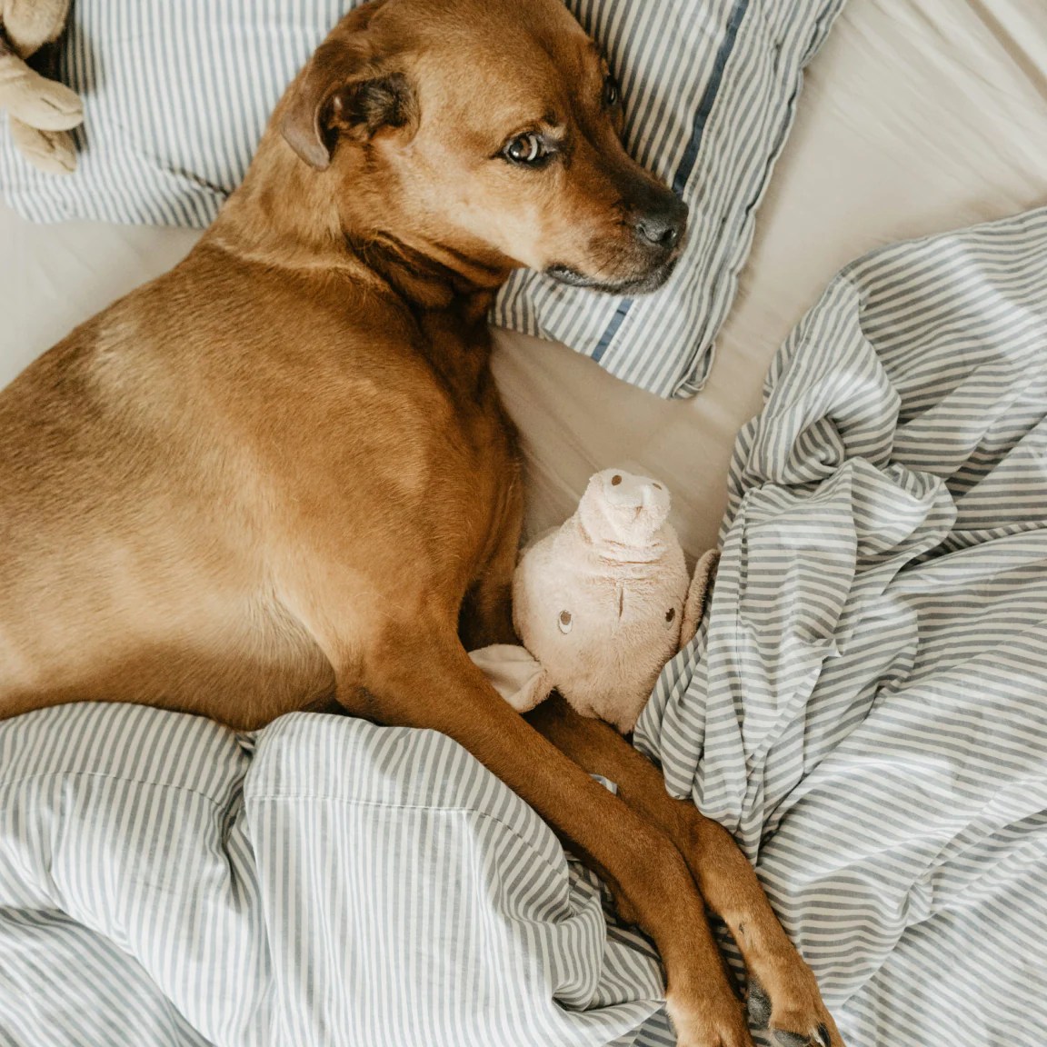 Eepy Dawg Github - Perfect High Resolution City Pictures | Free Download