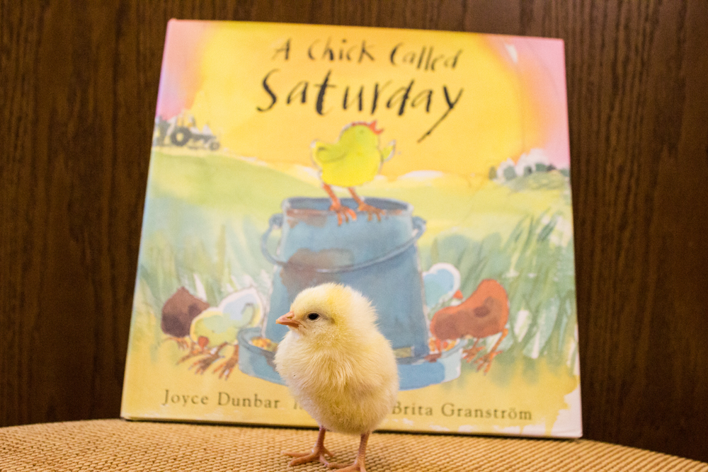 Little Chick Visits the Publishing House – Eerdlings
