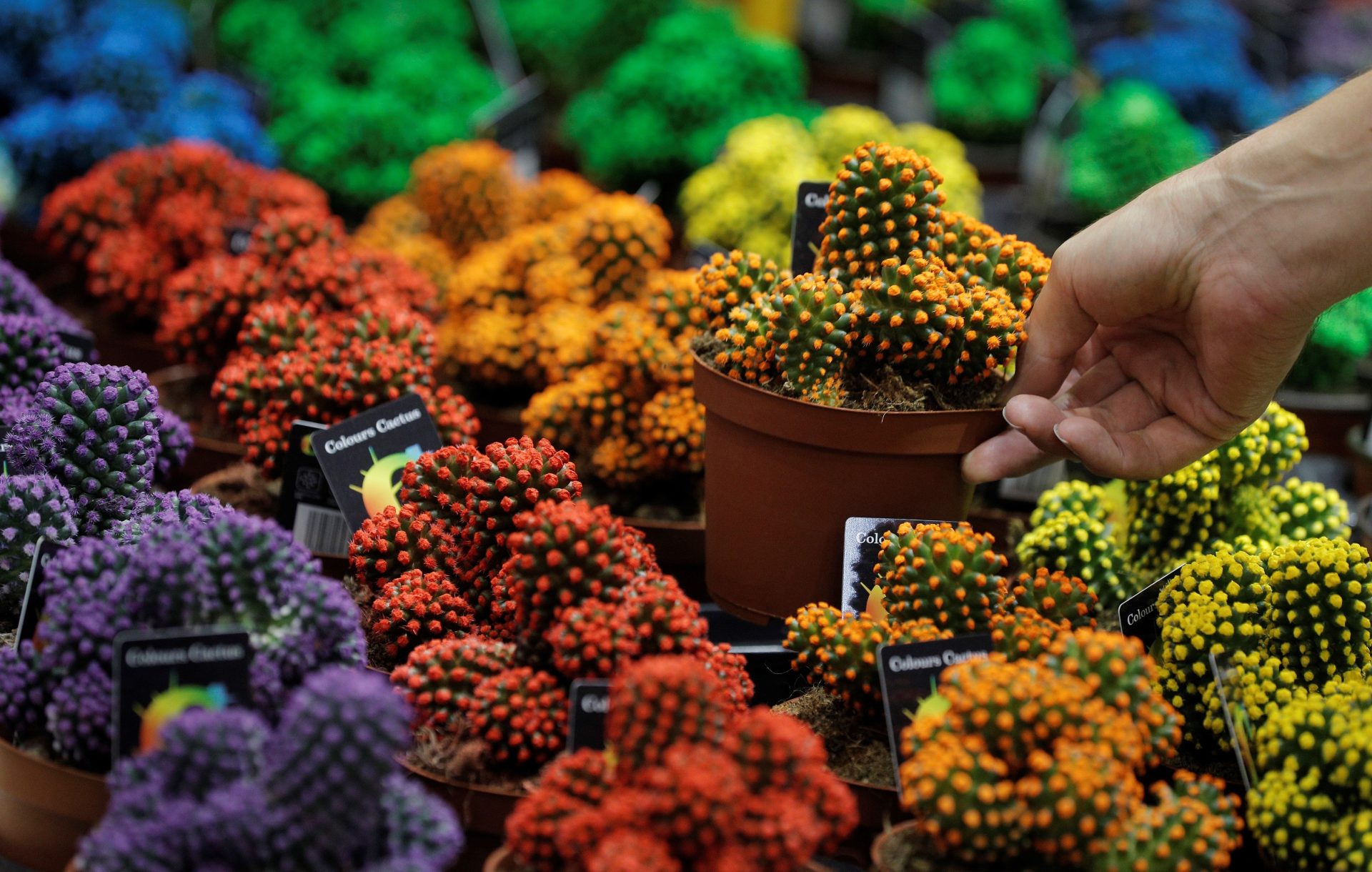 paisajismo y decoración