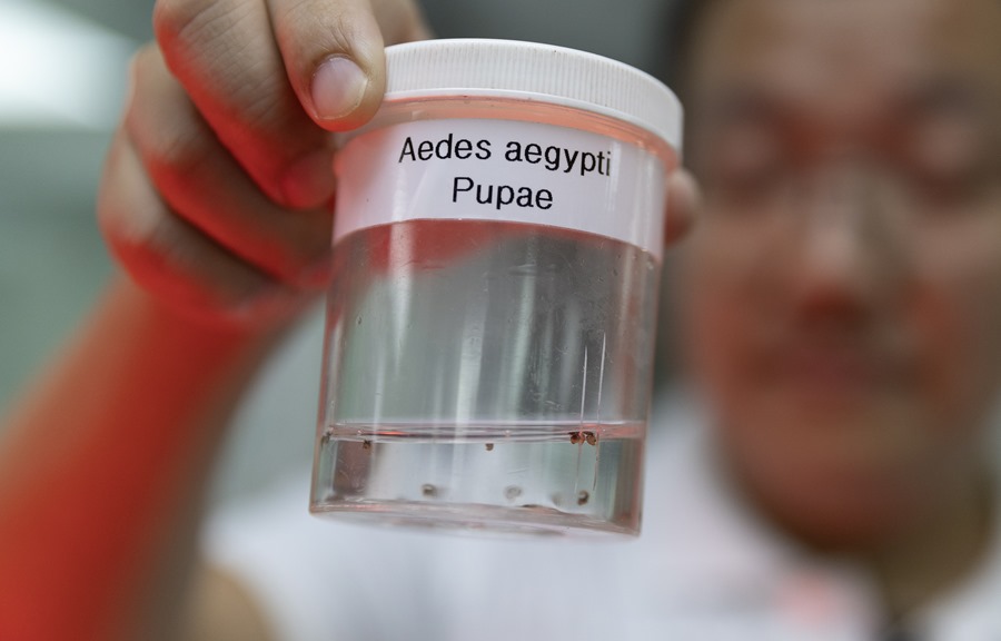 Encontrarse nubes de mosquitos en Singapur puede ser paradójicamente una garantía de protección frente al dengue: