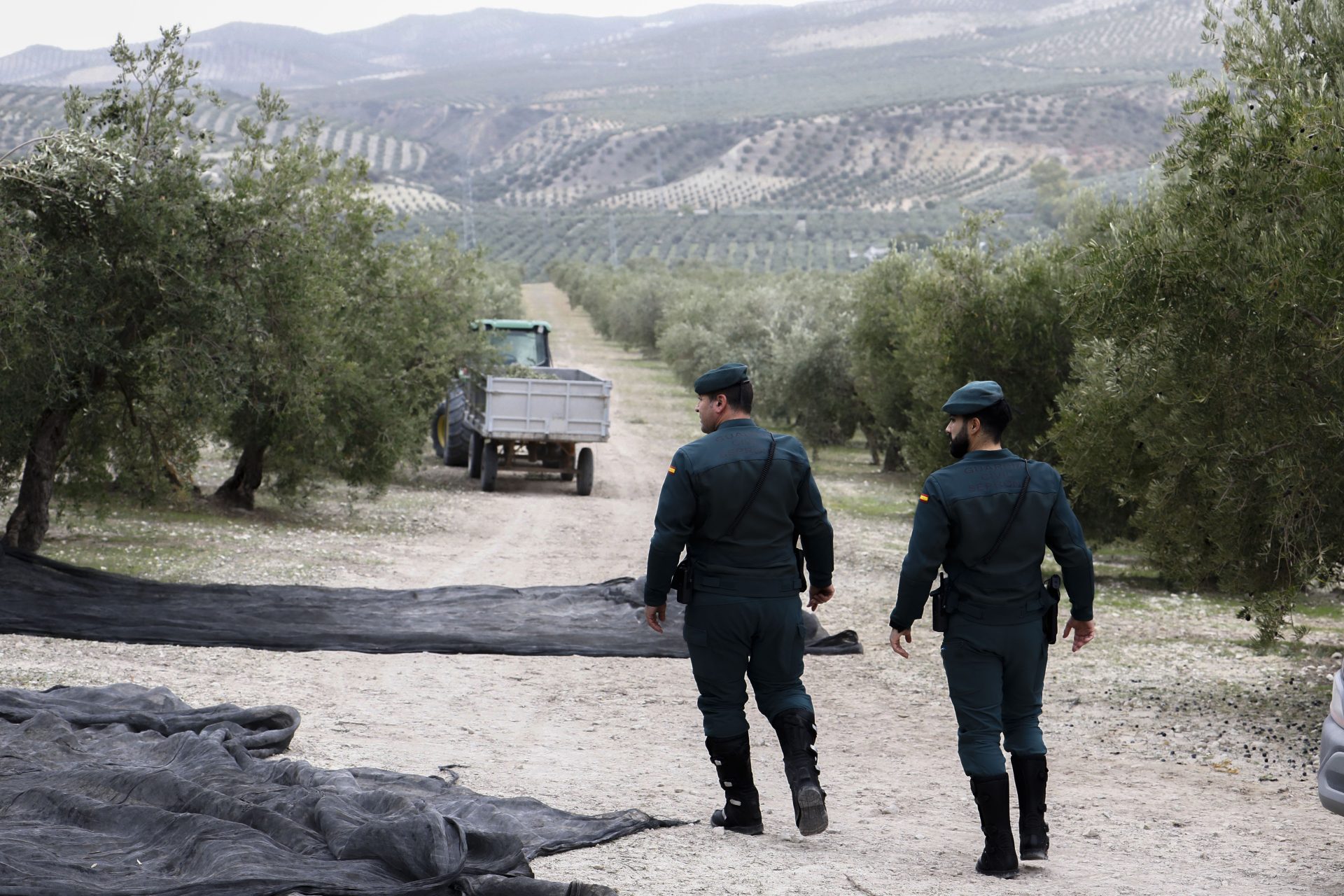 juez toneladas aceituna