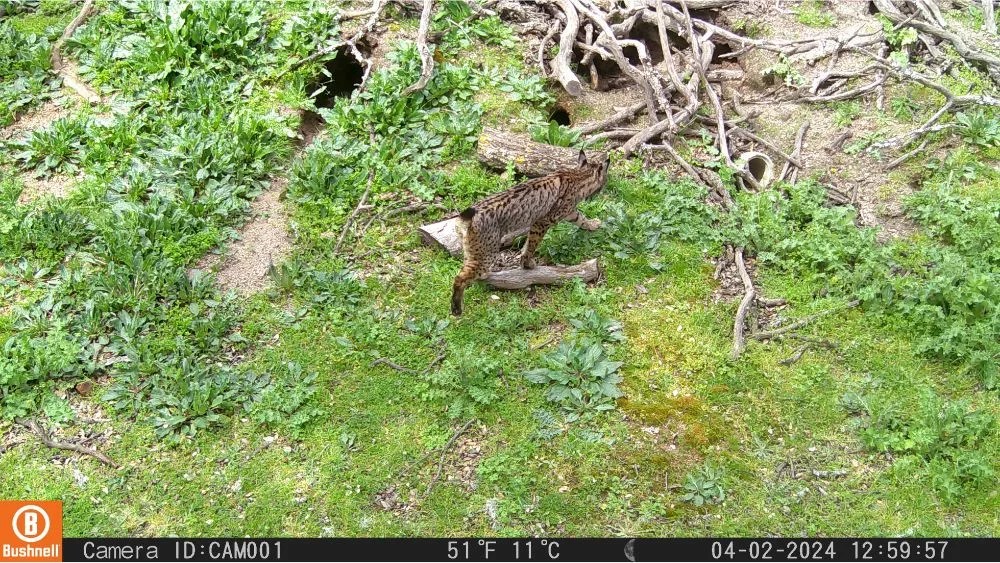 lince dehesa
