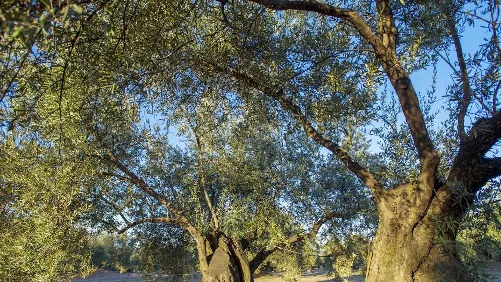 Paisaje de un olivar