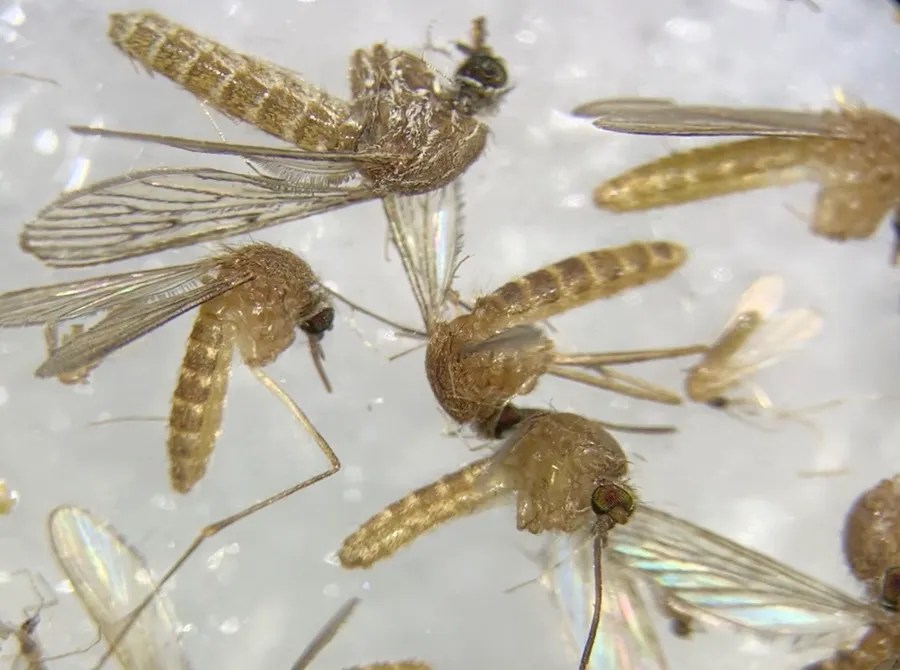 Imagen al microscopio de mosquitos capturados en la provincia de Sevilla para determinar si están infectados del virus del Nilo. EFE/Fermín Cabanillas