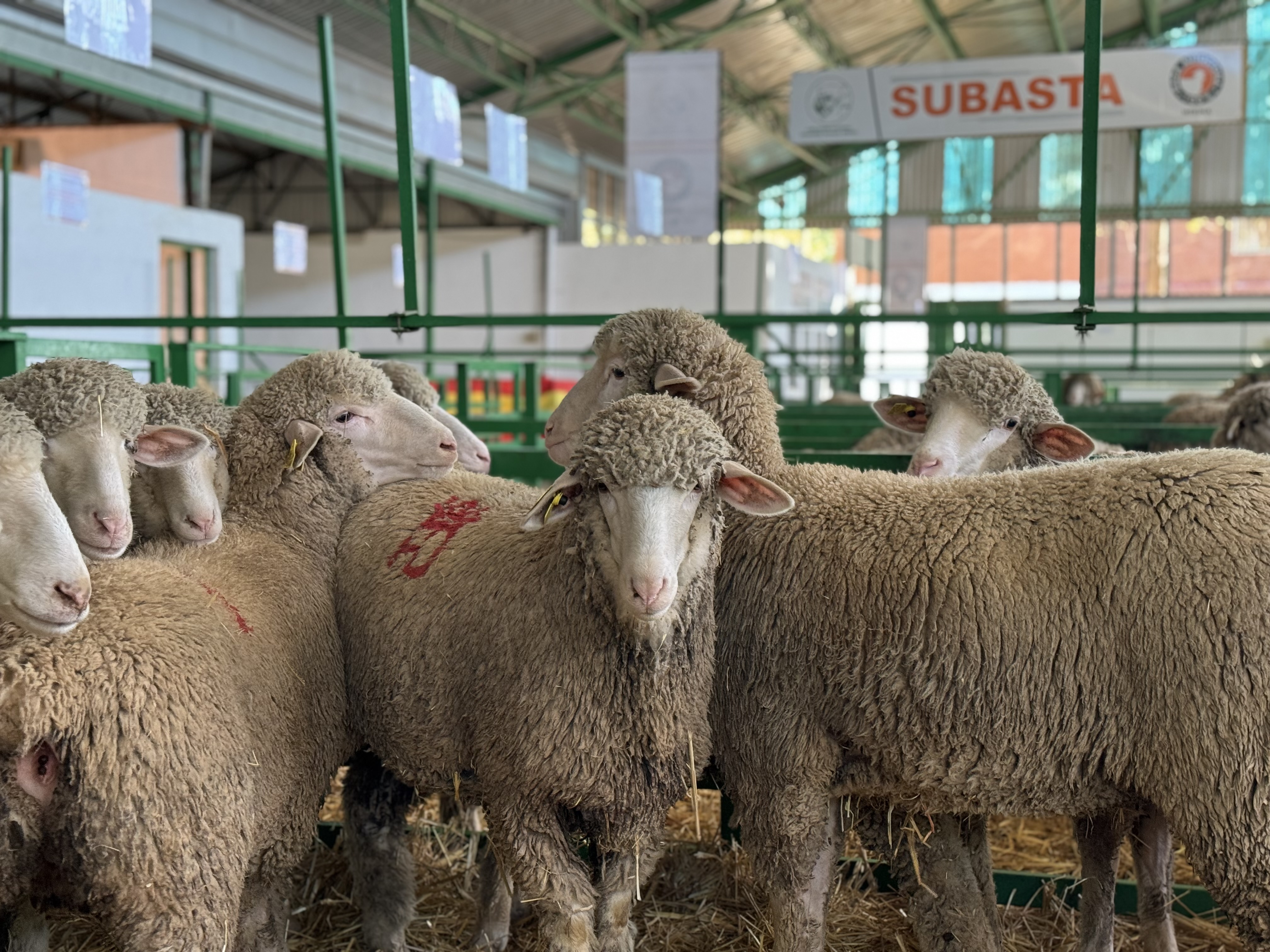 Castilla-La Mancha pide que la vacuna para la lengua azul sea obligatoria