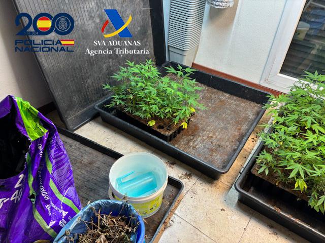 Imagen cedida de parte de la marihuana incautada