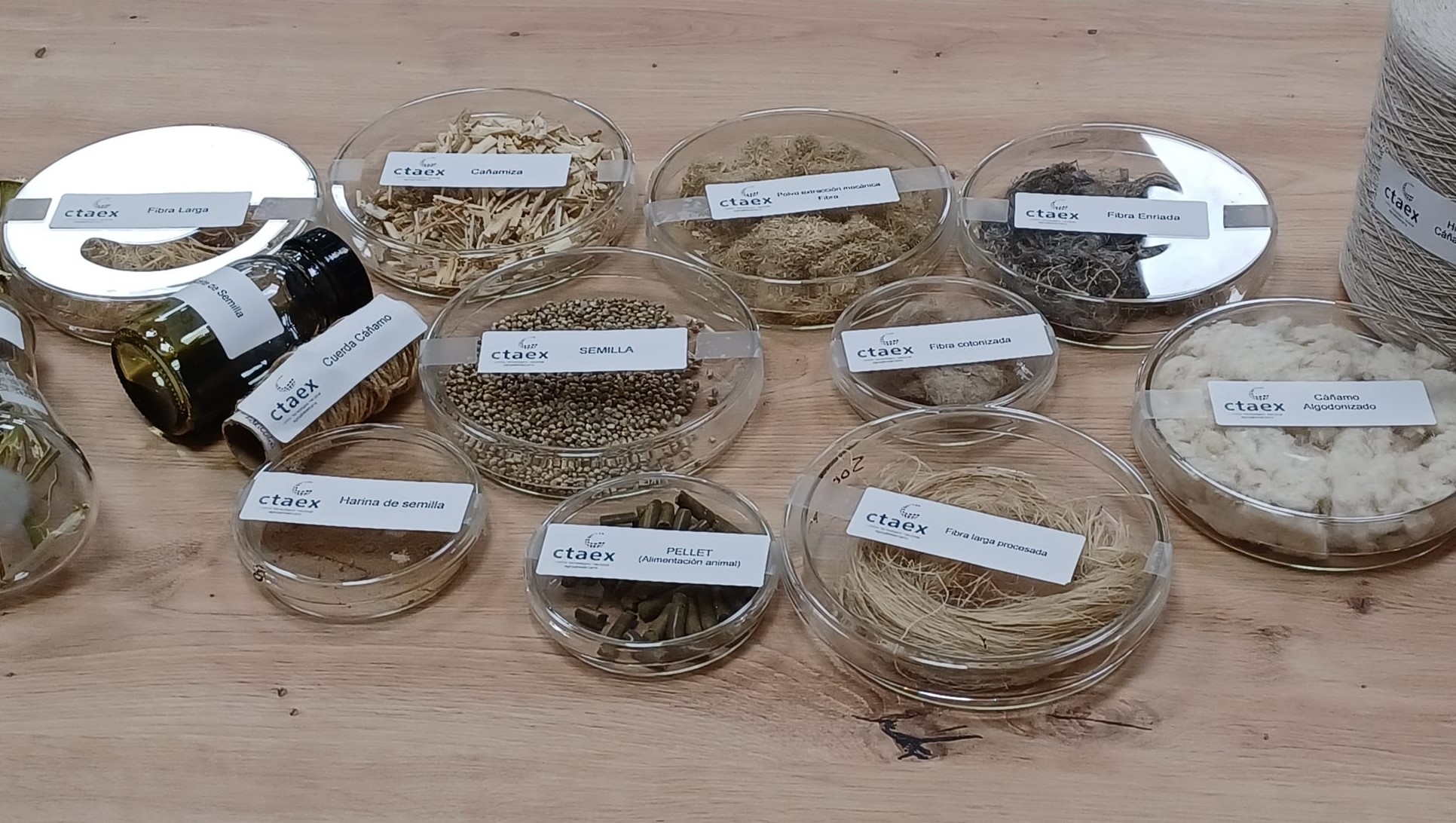 El I Congreso Ibérico del Cáñamo, que se celebrará en Badajoz,. busca poner de manifiesto sus oportunidades de negocio y el potencial de la región para atraer inversión.