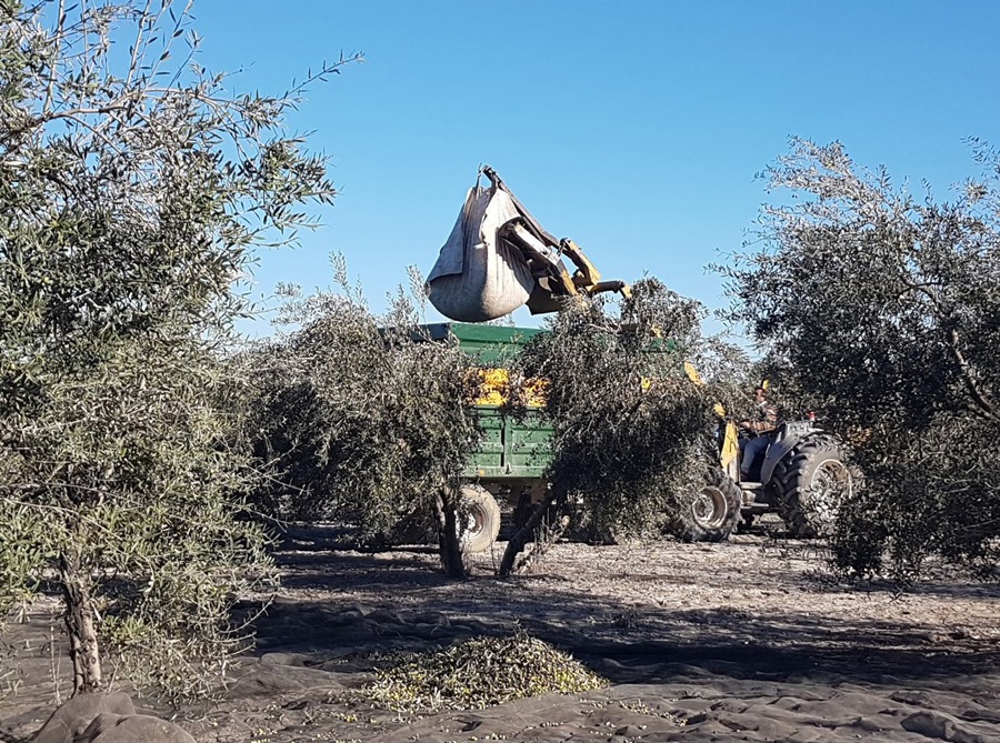 AGRICULTURA JOVENES