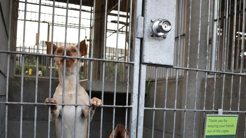 Fotografía de perros ladrando en Pasadena Humane Society en Los Ángeles (Estados Unidos).