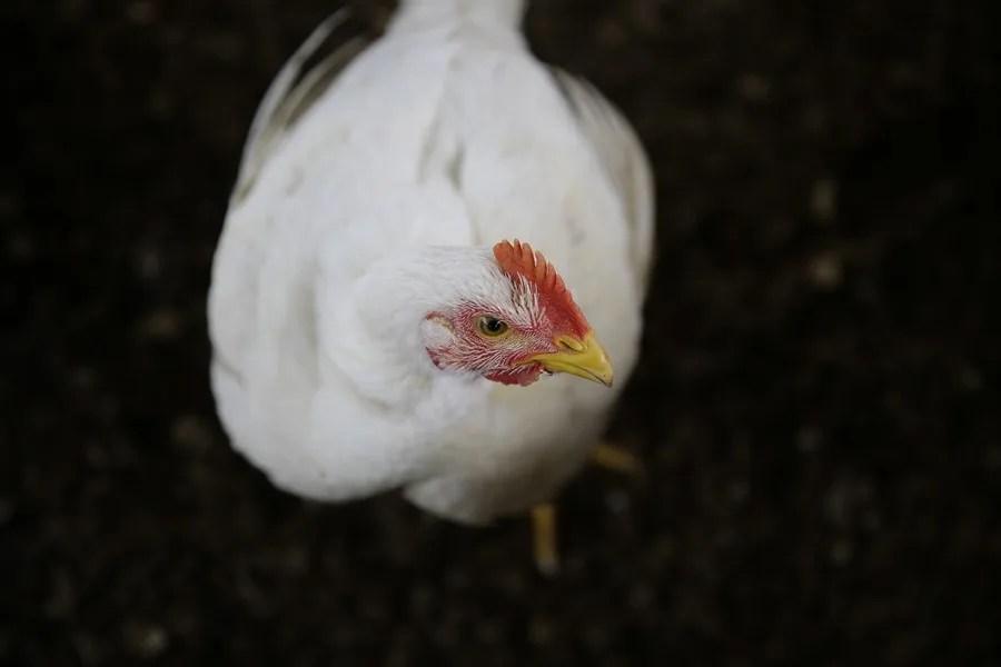 Alquilar una gallina, una moda en auge en EEUU ante los cambios en el precio de los huevos