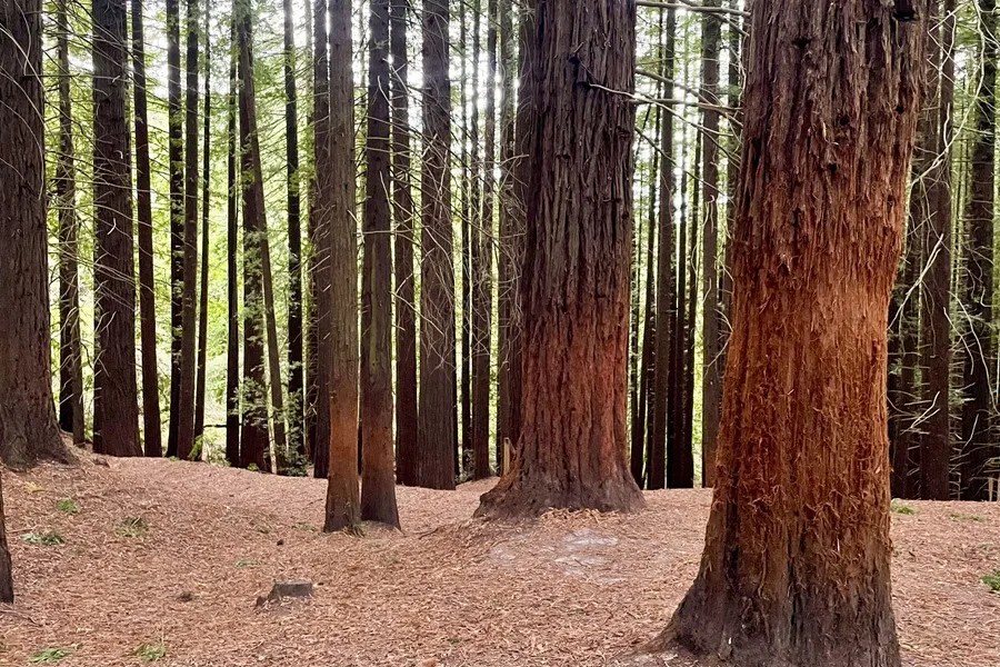 Imagen de varios árboles del bosque de secuoyas de Cabezón de la Sal (Cantabria)