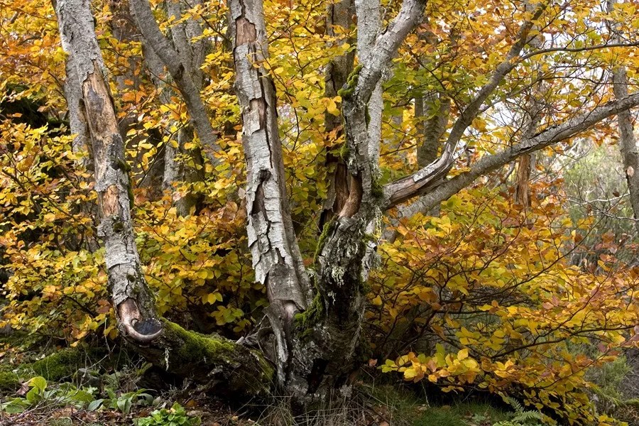 Vista del Hayedo de la Tejera Negra en el término Municipal de Cantalojas en Guadalajara.