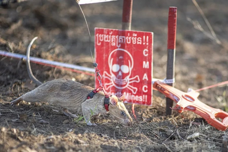 Vista de la rata buscaminas "Ronin