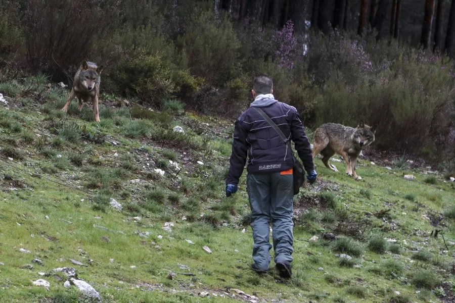 La cría de lobos en semilibertad y la muestra de su modo de vida es lo que intentan en el centro del lobo de Robledo (Zamora)