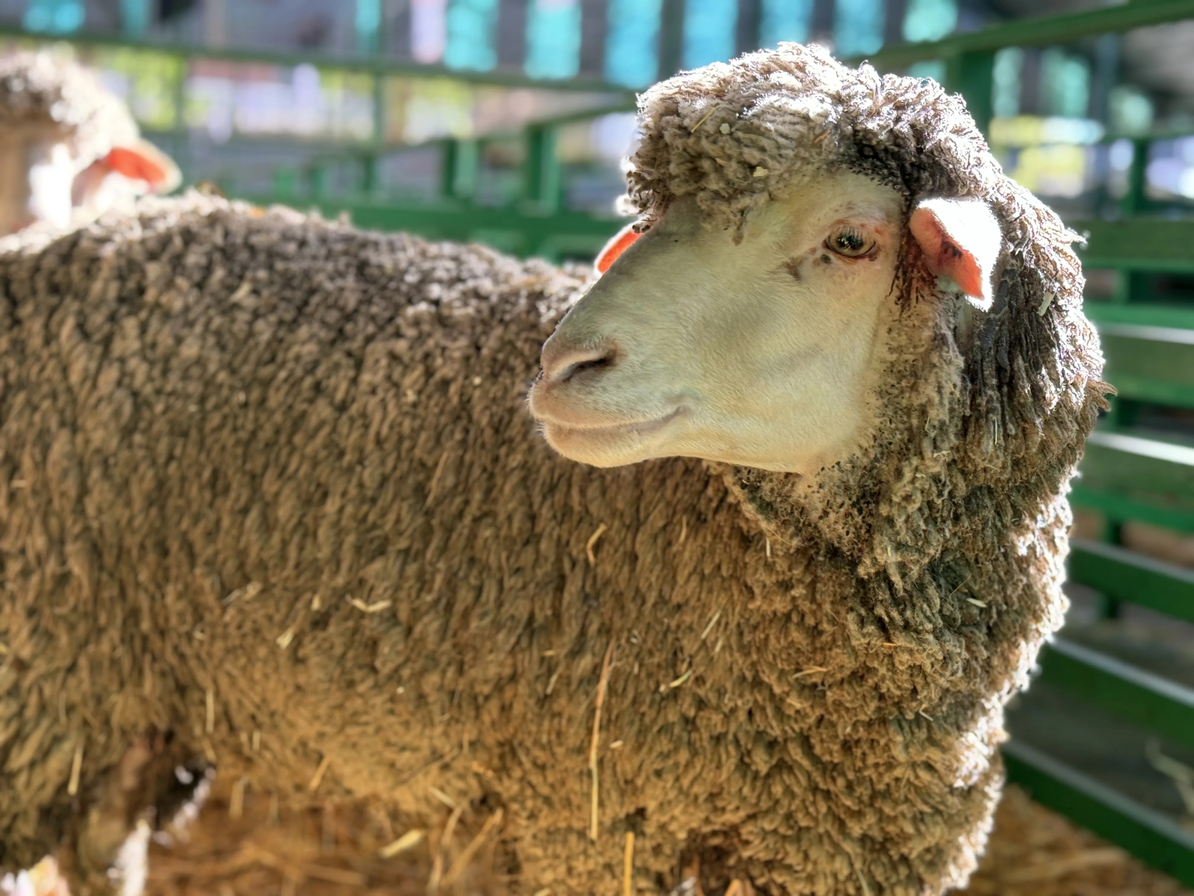 El ganado ovino y vacuno ha vuelto este fin de semana a Zafra (Badajoz) después de su ausencia en la Feria Internacional Ganadera del mes de septiembre a causa de la lengua azul, una enfermedad que ha dejado importantes “secuelas económicas” y contra la que los expertos apuntan que hay que seguir vacunando. EFE/Ana Picón