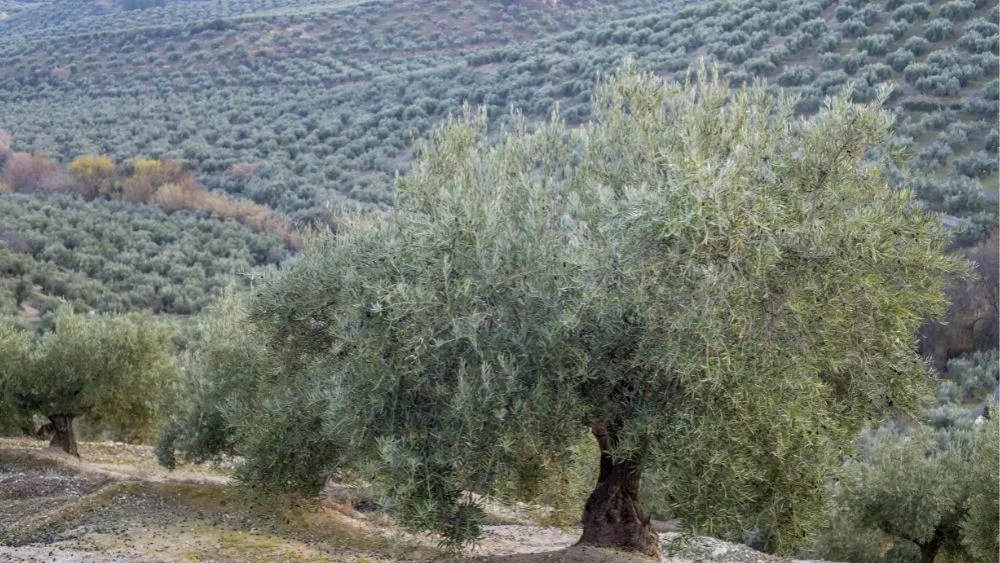 produccción olivar