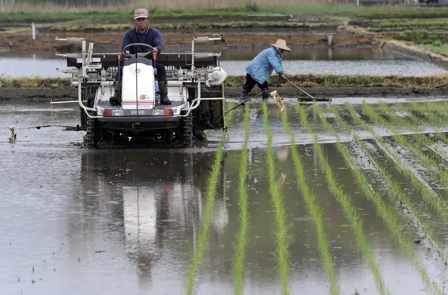 Crisis del arroz en Japón