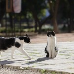 gatos olfato