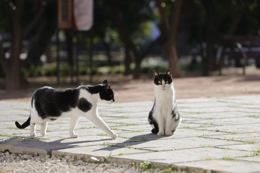 gatos olfato