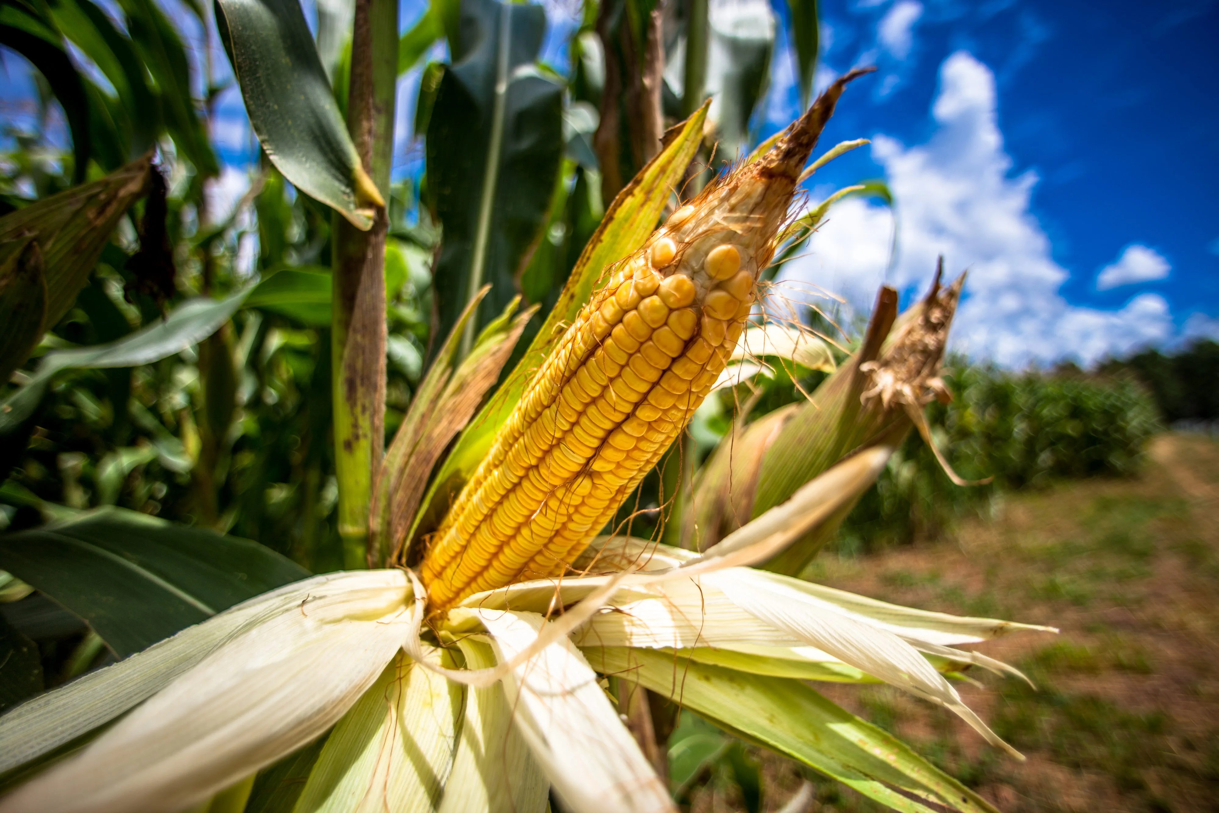 Foto de archivo de un cultivo de maíz en Brasil. EFE/Marcos Méndez