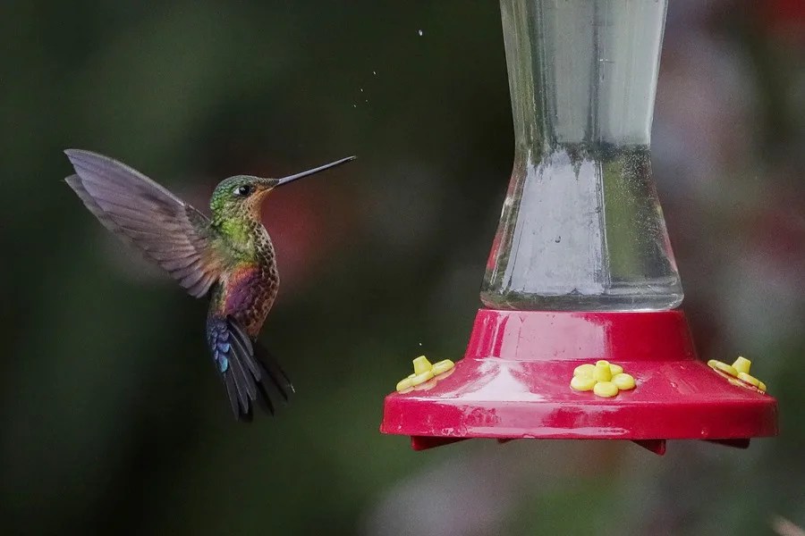 colibríes Monserrate