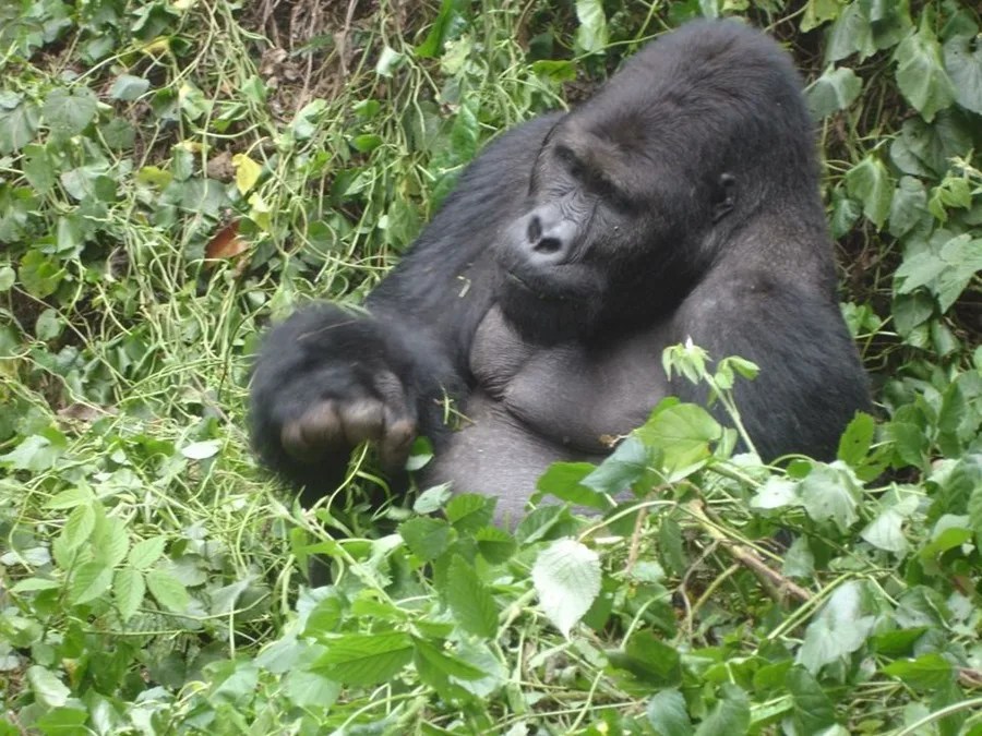 PARQUE VIRUNGA CONGO