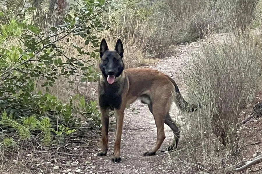 Medio Rural ofrecerá 720 euros al año por cada perro destinado a proteger el ganado