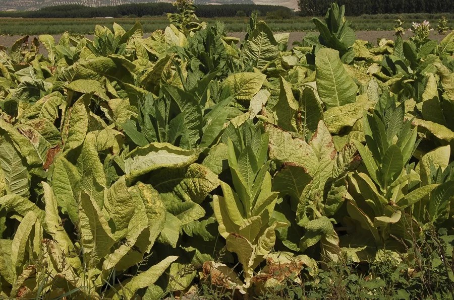 cultivo tabaco producción