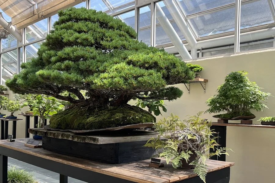 Un roble de 1851 y un bosque diminuto: 100 años de los bonsáis del Jardín Botánico de Brooklyn