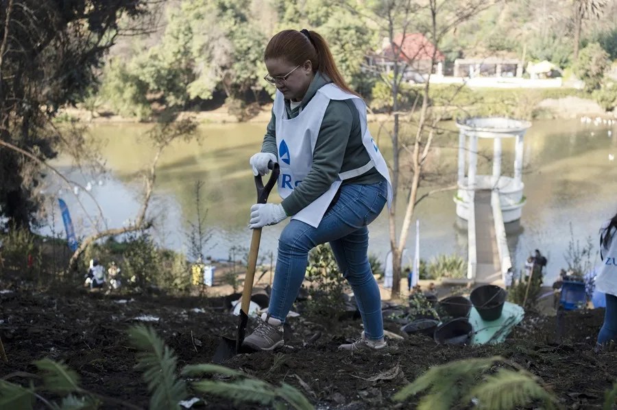 Mil árboles nativos son plantados en un jardín de Chile arrasado por el megaincendio de 2024