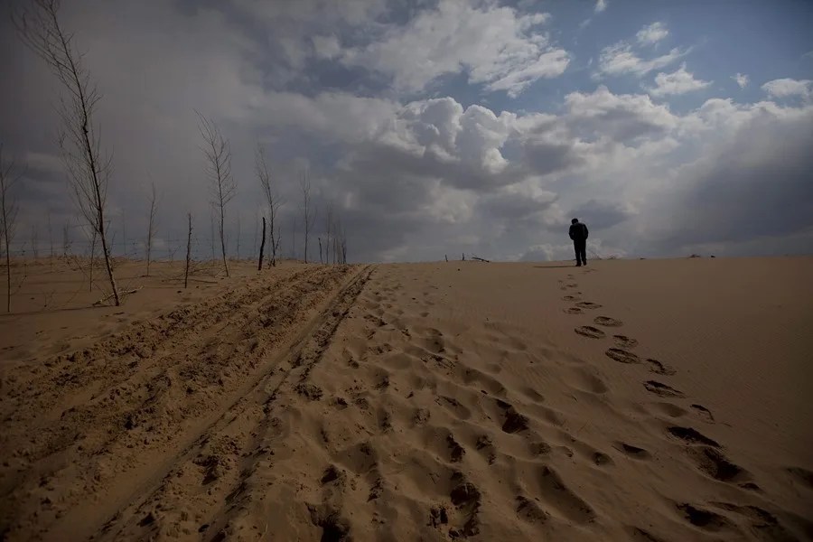 Un hombre camina ante unos árboles recién plantados en el desierto de Taminchagan, en Kunlun Qi, China