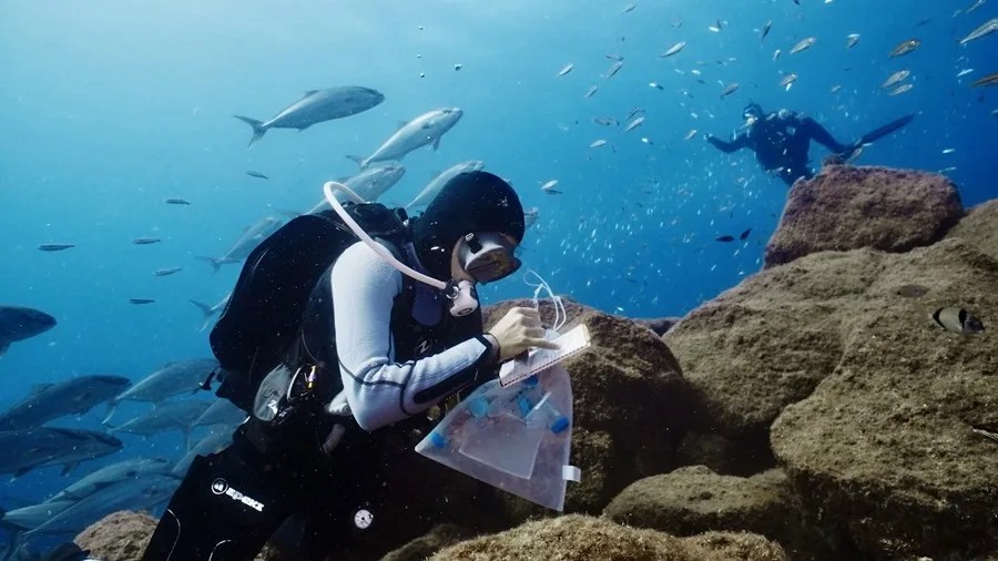 Imagen cedida por Natural Art Reef.