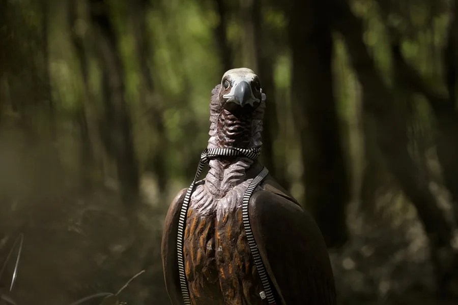 Uno de las reproducciones de buitre negro que se han instalado en el Pirineo Oriental