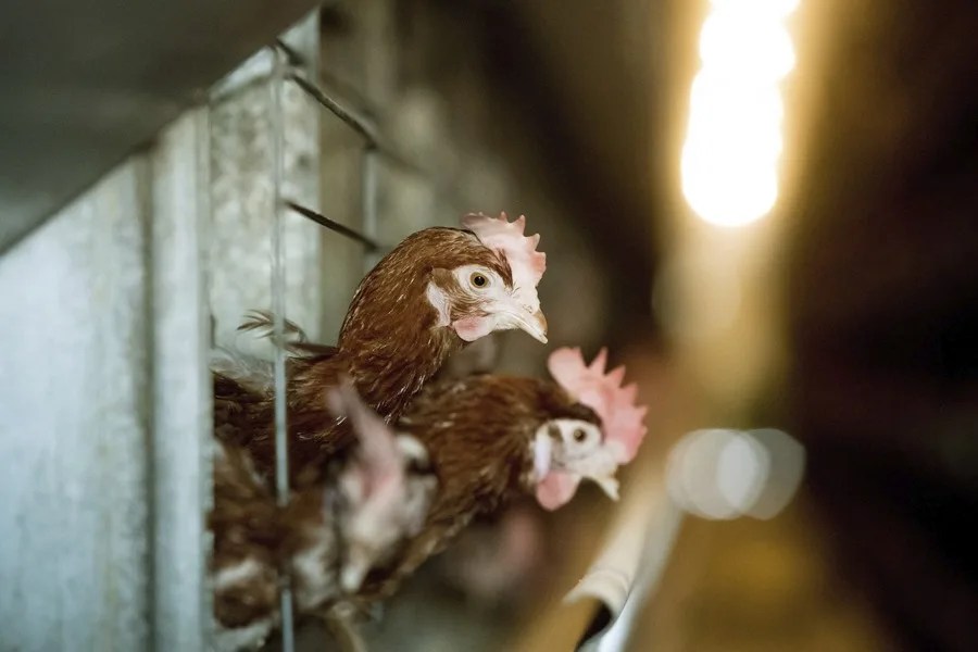 foco gripe aviar Huelva