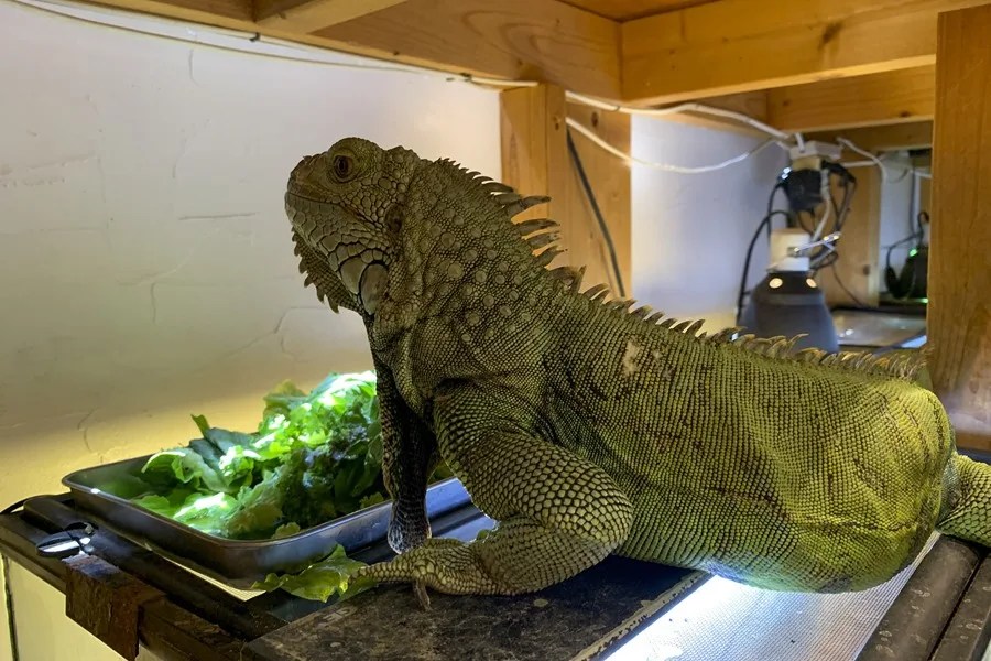 Polémica por las cafeterías con animales en Japón