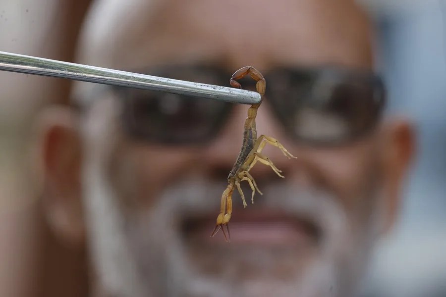 Imagen de archivo de un escorpión amarillo (Tityus serrulatus) capturado en una alcantarilla