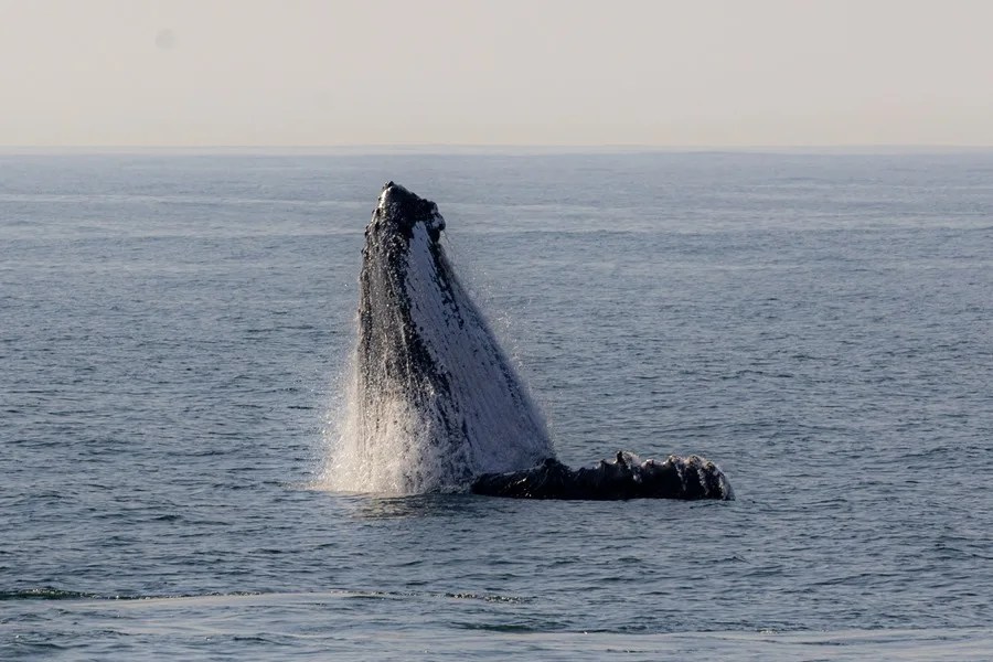 ballena jorobada