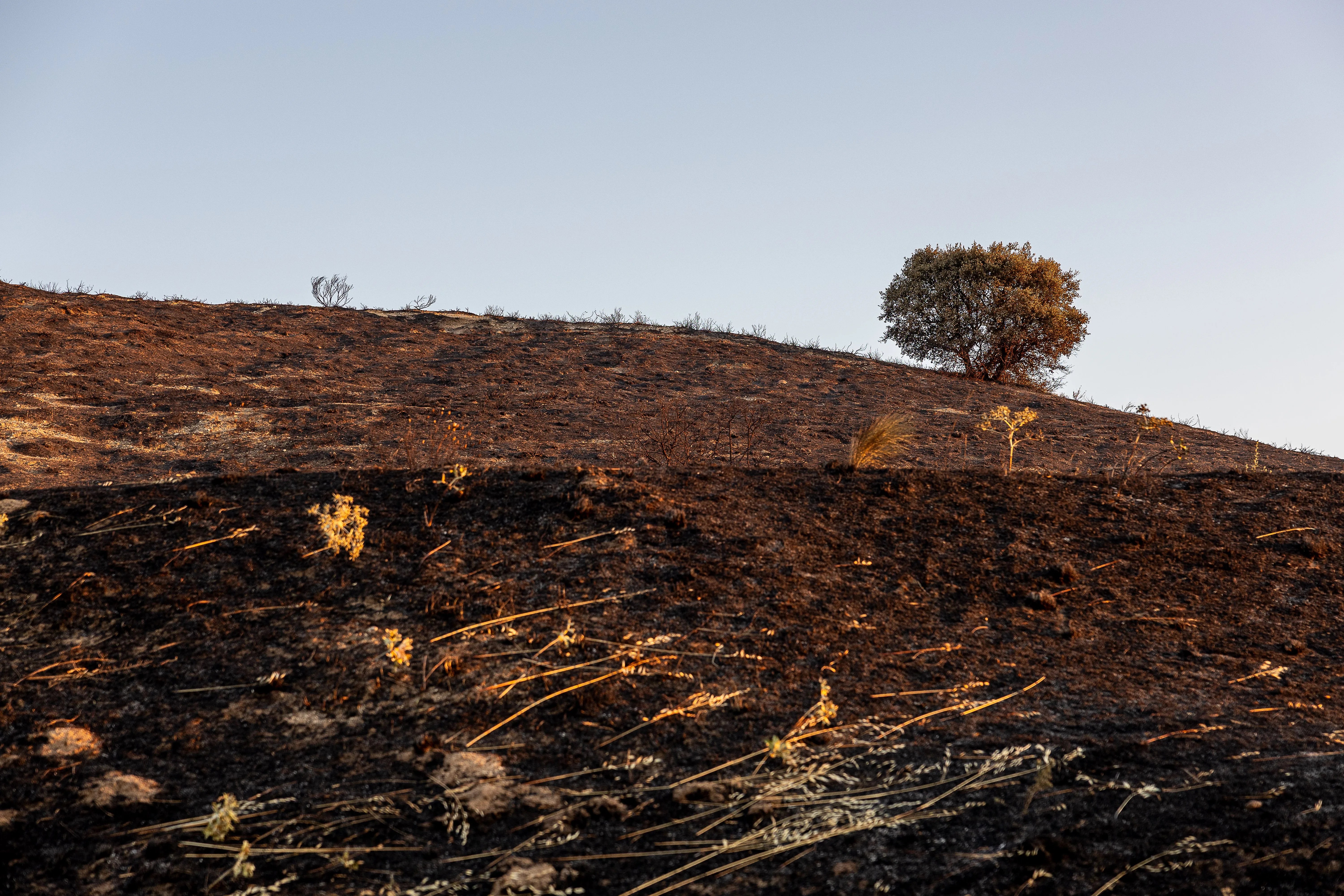 Incendio forestal en la provincia de Toledo